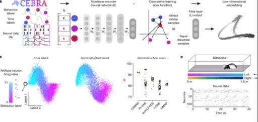 decodifican señales cerebrales en video con ia