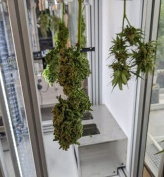 La Ia De Bloom Para El Cannabis Supera La Capacidad Visual Humana