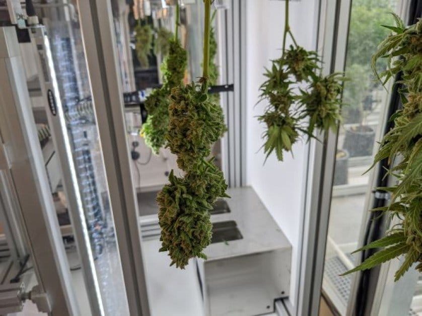 La Ia De Bloom Para El Cannabis Supera La Capacidad Visual Humana