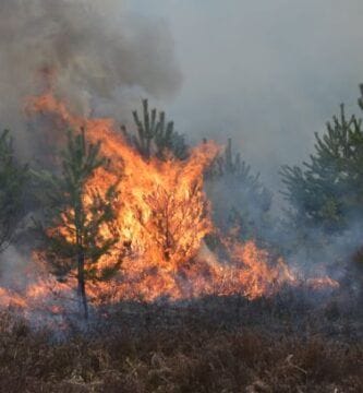 Las soluciones de imagen combinadas con IA y 5G prometen beneficios para la salud de los bosques y el control de incendios forestales 2 Las Soluciones De Imagen Combinadas Con Ia Y 5G Prometen Beneficios Para La Salud De Los Bosques Y El Control De Incendios Forestales