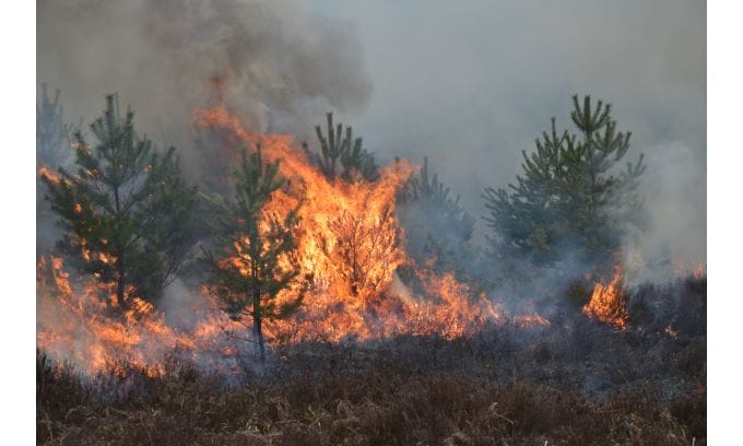 Las soluciones de imagen combinadas con IA y 5G prometen beneficios para la salud de los bosques y el control de incendios forestales 1 Las Soluciones De Imagen Combinadas Con Ia Y 5G Prometen Beneficios Para La Salud De Los Bosques Y El Control De Incendios Forestales